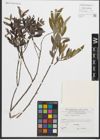 Foto von Salix purpurea L.